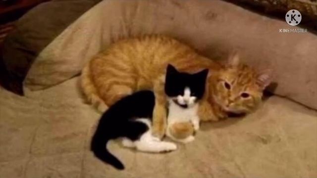 Мужчина спас маленького котёнка и хотел отдать его кому то, но его кот решил иначе смотреть онлайн