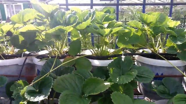 Клубника Альбион вторая волна плодоношения.mp4 смотреть онлайн