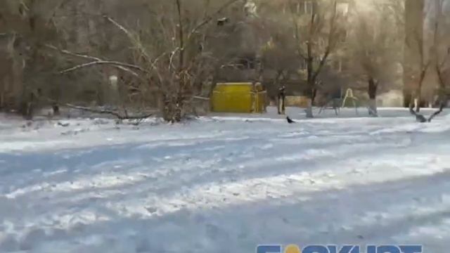 Стая из 8 собак напала на 12-летнего школьника в Волгограде