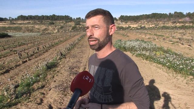 El temporal Glòria beneficia la vinya de la Terra Alta смотреть онлайн