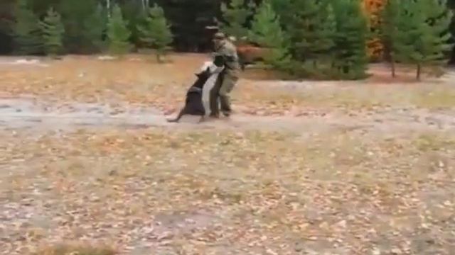 Dicasa Oro Yan-Go 2 года смотреть онлайн