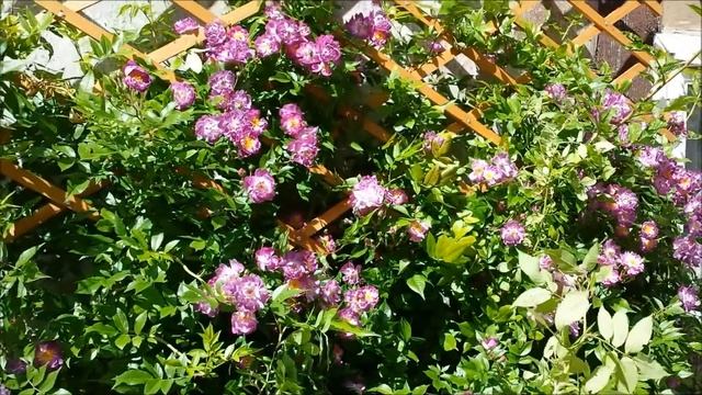 Ramblerrose Veilchenblau смотреть онлайн