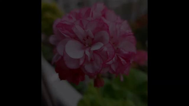 봄날앤! смотреть онлайн