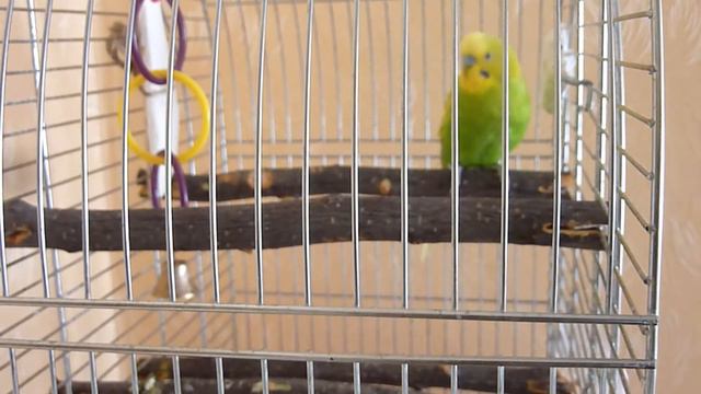 ЗЕЛЕНЫЙ ПОПУГАЙЧИК ТОША ПОЗДРАВЛЯЕТ С 8 МАРТА/МУЗЫКАЛЬНОЕ ПОЗДРАВЛЕНИЕ ОТ ПОПУГАЙЧИКА/ПЕНИЕ ПОПУГАЯ смотреть онлайн