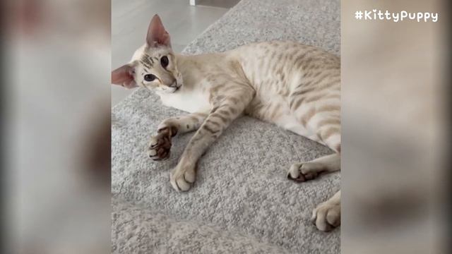 Sweet Oriental Shorthair Cat Tyson смотреть онлайн