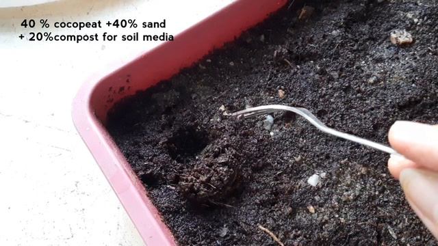 Gerbera seedlings how to repot, जरबेरा के नन्हें पौधों को किस तरीके से रिपोर्ट करें ,पूरी जानकारी смотреть онлайн