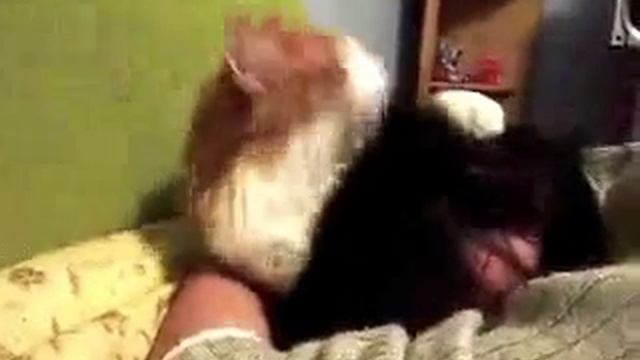 Кот парикмахер / Cat hairdresser смотреть онлайн