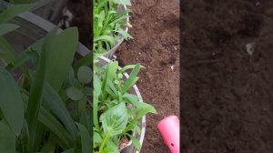 Выращиваю многолетнюю гвоздику из своих семян.