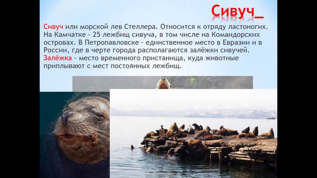 Лето шагает по Камчатке 2 часть смотреть онлайн