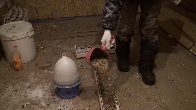 24.02.18. Обзор привезённых голубей с Донецка. Олег Костяков .Самара смотреть онлайн