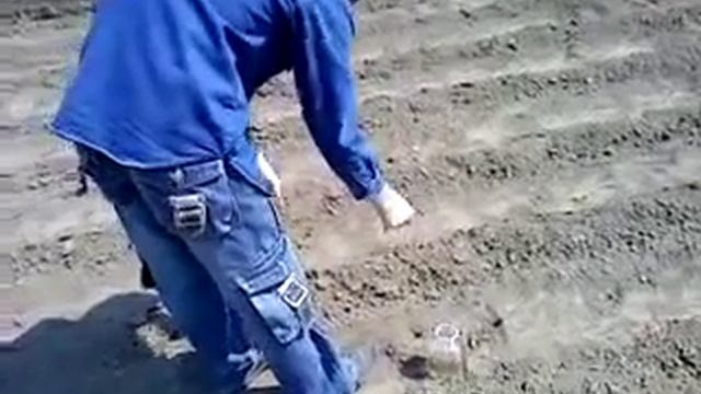 Tarantul - ловим паука тарантула на пластилин