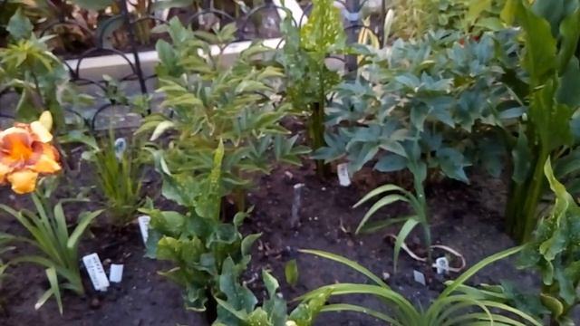 Правила внесения удобрений для всех растений, простые, но очень важные. Моя тетрадочка–шпаргалочка) смотреть онлайн