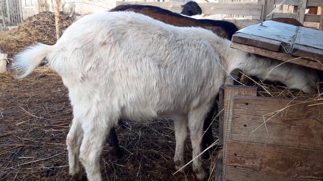 Как кормить коз до окота и после окота. ? смотреть онлайн
