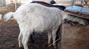 Как кормить коз до окота и после окота. ?