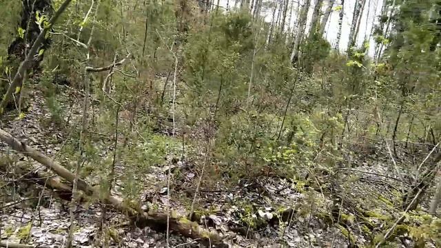 В лесу 1 мая 2020 часть 2 смотреть онлайн
