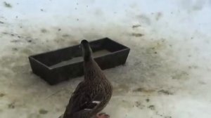 Подсадные Утки: Голос, Осадка