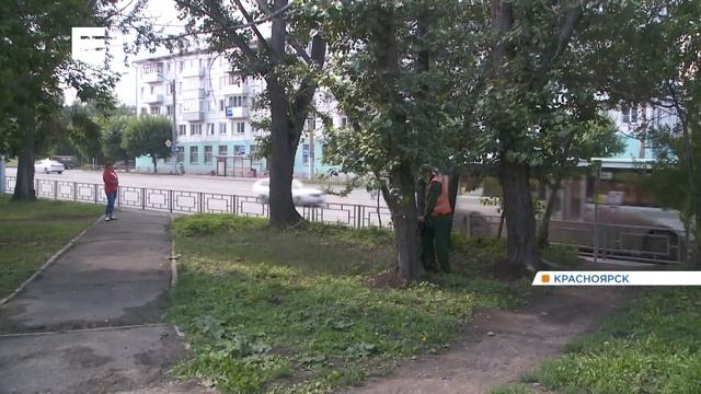 В двух парках Красноярска вырубят более 100 сухих деревьев смотреть онлайн