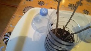 Черенкование смородины зимой.