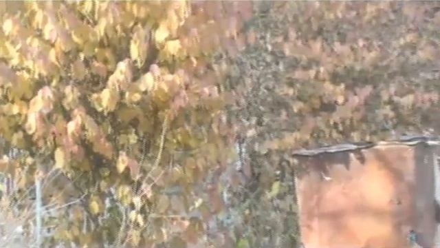 Fragile wings (Хрупкие крылья) смотреть онлайн