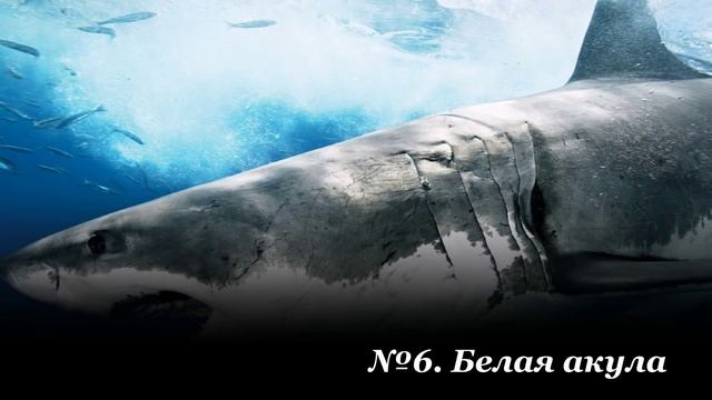 ТОП 10 - КА САМЫХ ОПАСНЫХ РЫБ В МИРЕ смотреть онлайн