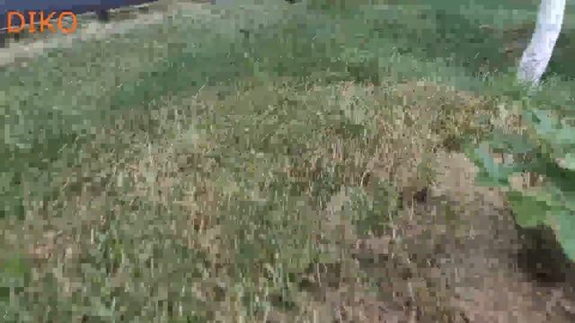 САМЫЕ УДОБНЫЕ - ТРЕХКОЛЕСНАЯ ГАЗОНОКОСИЛКА И ТРИММЕР ДЛЯ ГАЗОНА в 2020 году ! смотреть онлайн