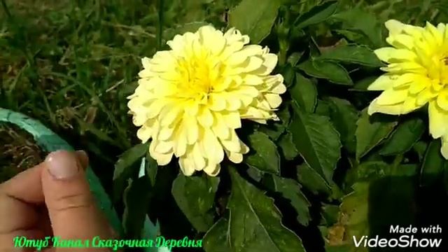 Георгина Гэллери Серенада / Dahlia Gallery Serenada смотреть онлайн