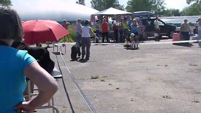 Рыбинск 06.07.14. Моно ризенов КЧК. Сука открытого кл.(Бона) смотреть онлайн
