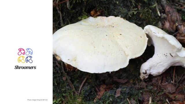 Sheep polypore (Albatrellus ovinus) | Lookalikes | Practical Short Profile | Shroomers смотреть онлайн