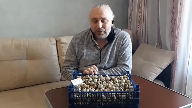 Инкубационное перепелиное яйцо смотреть онлайн