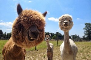 Поиск воды : ферма Альпак.