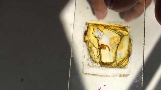 Куколки Комаров