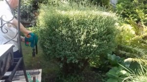 Моя любимая дача. Стрижка ивы шаровидной.