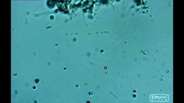 монстры в воде...