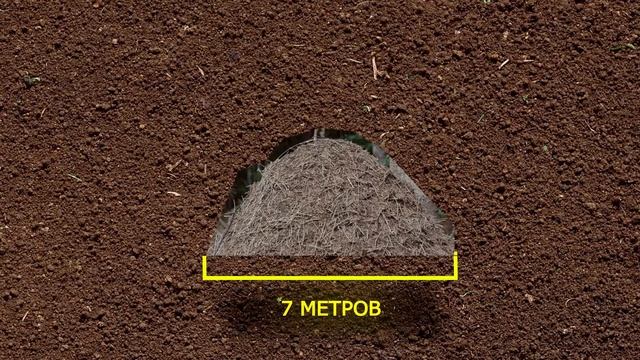 Муравьи-Главные фермеры в природе смотреть онлайн