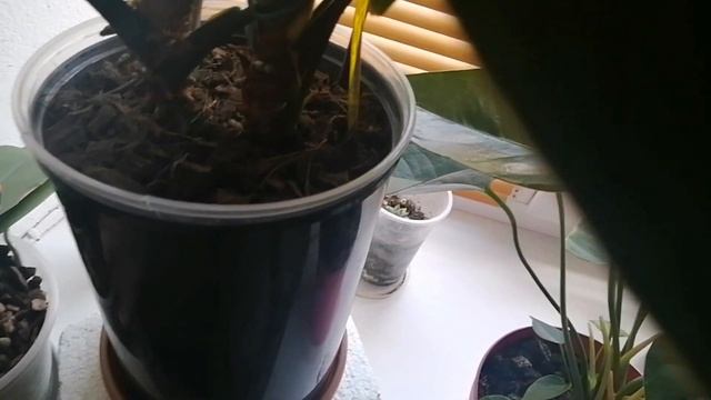 Комнатные цветы. Обзор двух восточных подоконников. Цветок советуют убрать. Радуюсь цветению. смотреть онлайн