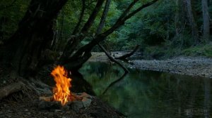 Какие растения можно поливать сывороткой?