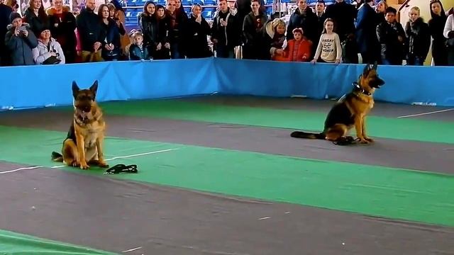 Профессия кинолог. смотреть онлайн