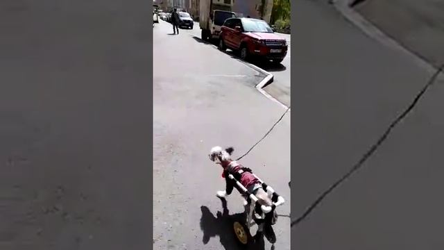 Тоша в Питере.Первая прогулка с мамой смотреть онлайн