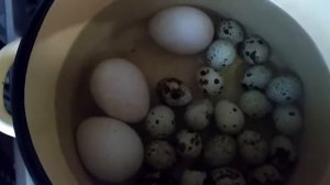 Как покрасить яйца перепелиные и куриные к Пасхе.