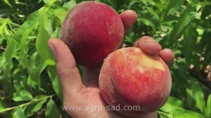 Лучший средний сорт персика - Ред Хейвен - Агро Сад 2023