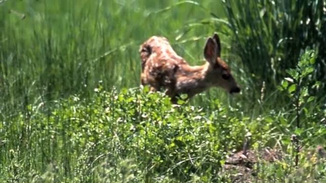 Weeping Saviour: Did Christ o'er sinners weep? смотреть онлайн