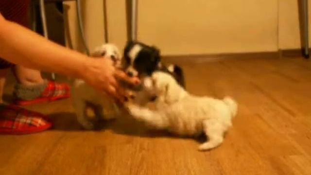Chinese Crested Puppies - Щенки китайской хохлатой собаки смотреть онлайн