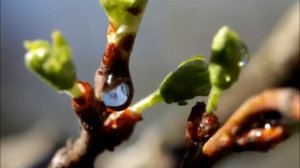 Приходит время -  весна