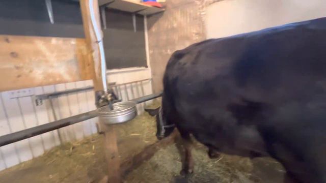 К нам пришли морозы ! Минус 19 на улице, а какая же температура в коровнике? Абсолютно комфортная! смотреть онлайн