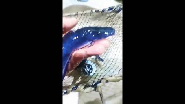 Мальки клариевого сома на ферме FISHKA. Инкубация от 16.02.2018 смотреть онлайн