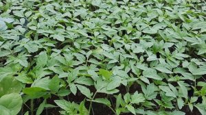 Чем поливать рассаду? Схема полива для томатов. Подробнее про Атлет и ЦЕЦЕ