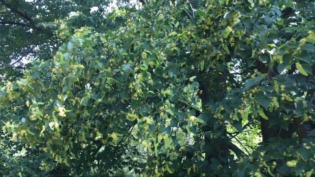 Липа начинает цвести в основном на 20-25 год