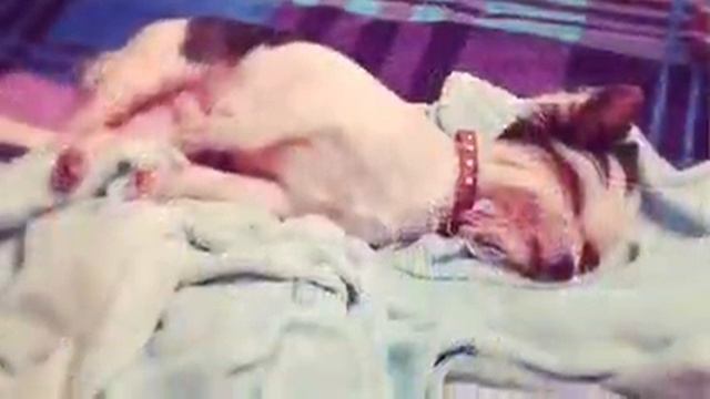 "А у меня есть Бивер!" смотреть онлайн