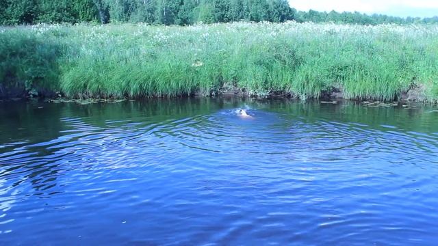 Заплыв Амины, МОРОВО, КОЛТЫМ-Ю смотреть онлайн