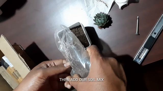 SUCCULENT PLANT ECHEVERIA FIRE DRAGON WITH POT PLANT AND CARE смотреть онлайн